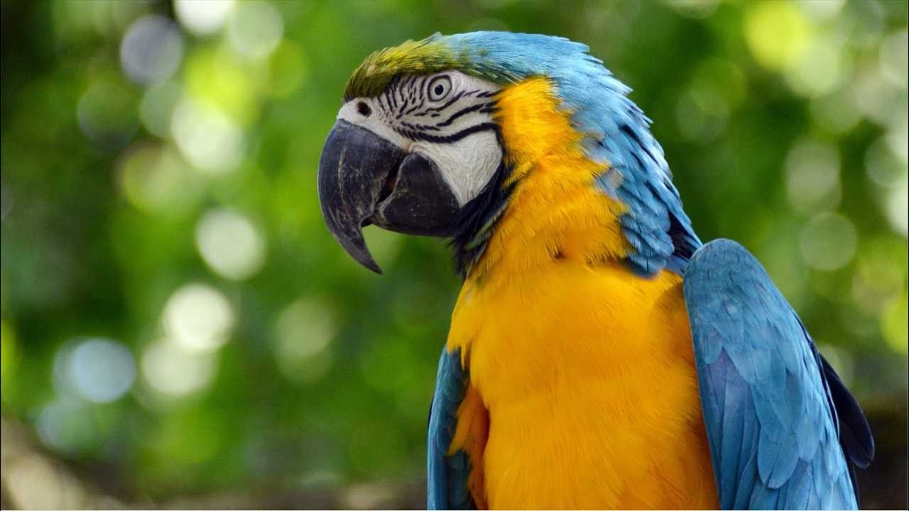 Arara Cantando na Natureza Alto - Canto da Arara