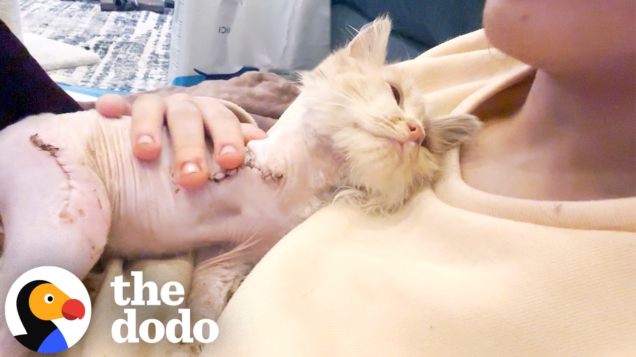 Cat Found In VERY Serious Condition Makes Miraculous Recovery | The Dodo