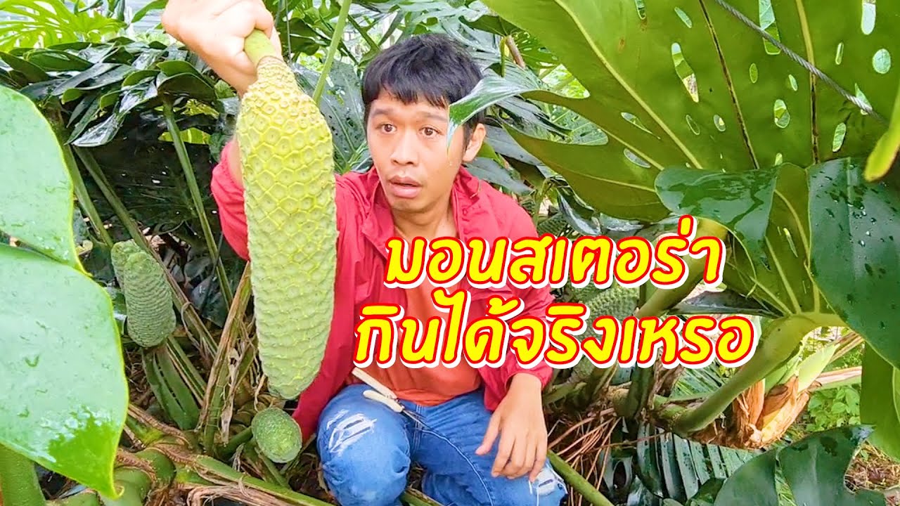 มอนสเตอร่ากินได้จริงเหรอ ปีนี้มี 15 คนที่ได้กิน ฝักละ 500 | เอิร์ธสดชื่น