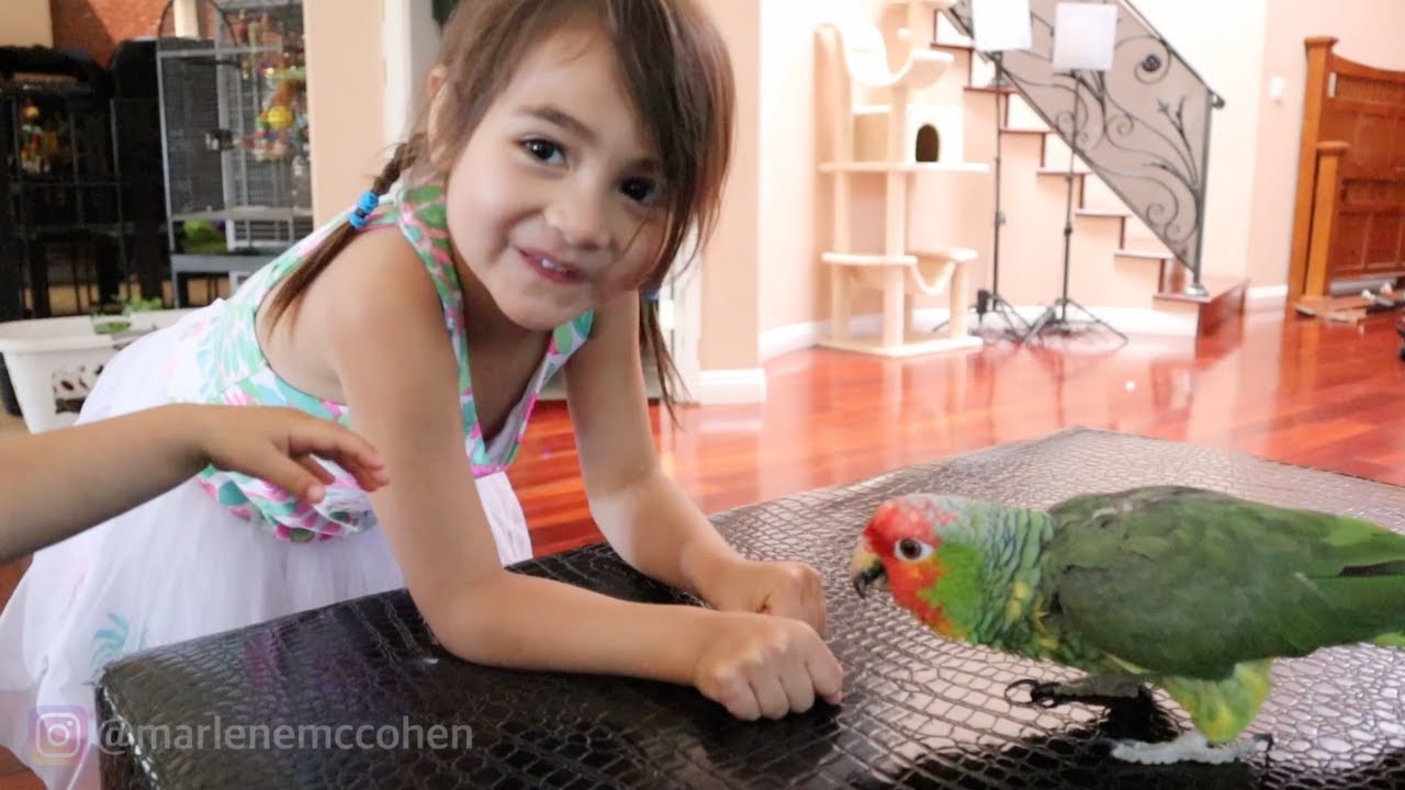Surprising my Parrot with a Playdate! My bird flies after her!