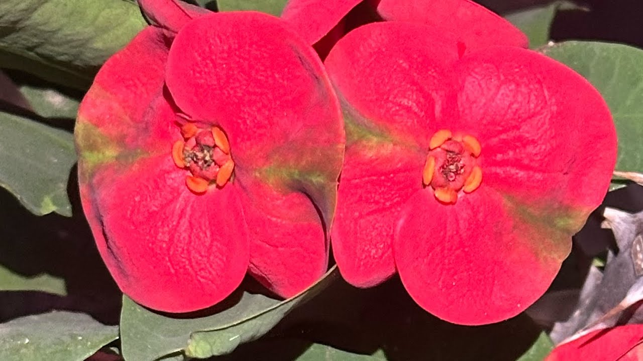 Los días de frío continúan afectando mis plantas/jardin 🥶
