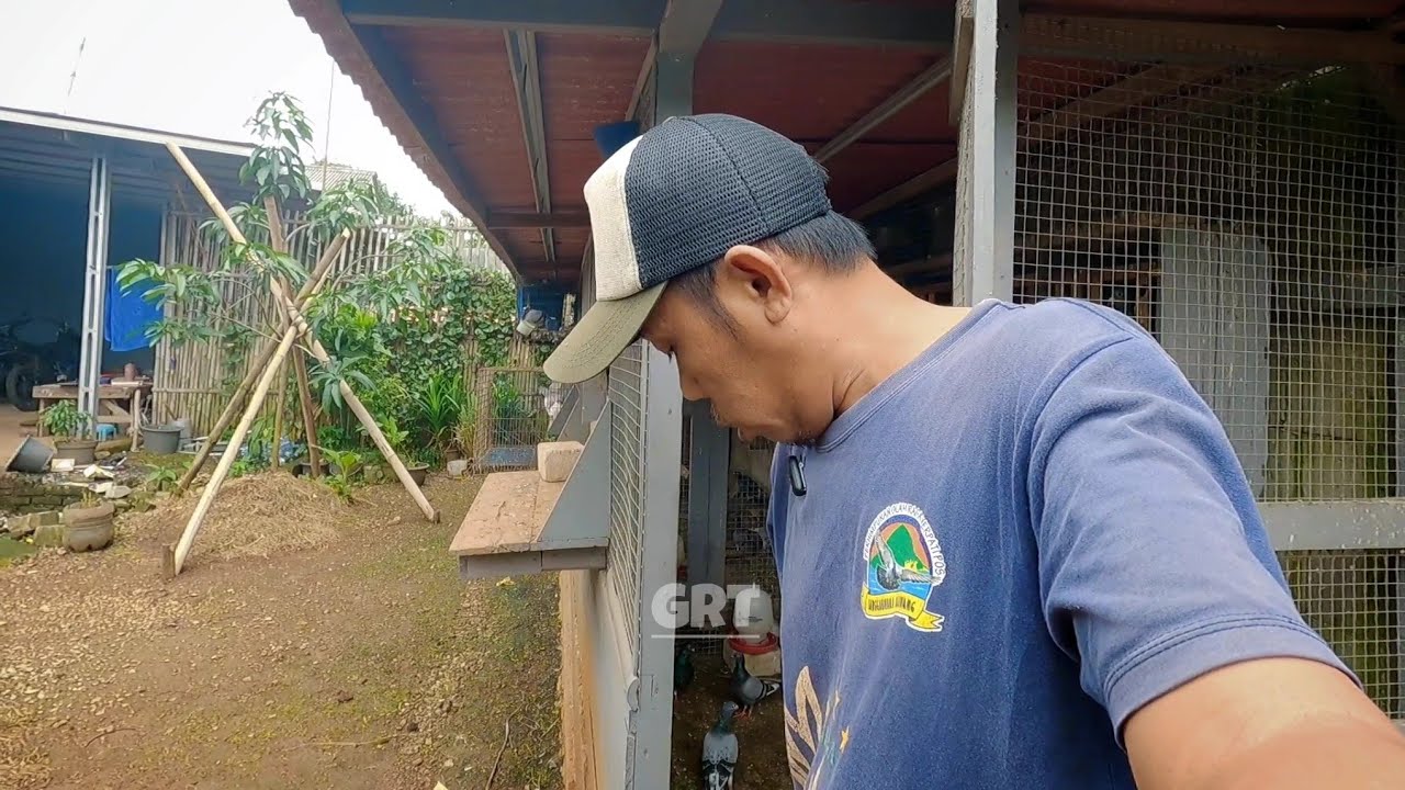 ANAK BURUNG (PIYIKAN) SUDAH BANYAK YANG TURUN SARANG