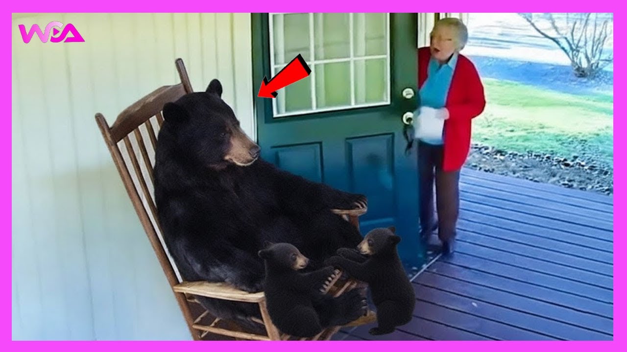 🐻 Забавные медведи, которые ведут себя как комики!🤣 Думают, что никто не смотрит