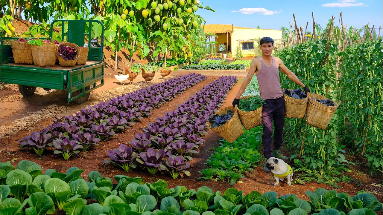 Harvest Purple Bok Choy, Kale After 60 Days Of Planting To Sell At The Market – Cook Field Crab Soup