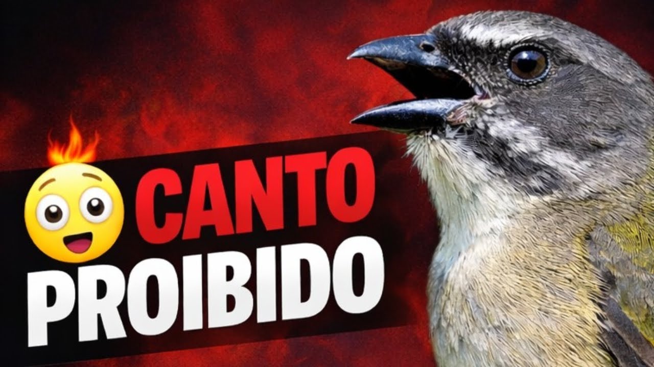 CANTO PROIBIDO PARA ESQUENTAR TRINCA FERRO NA HORA