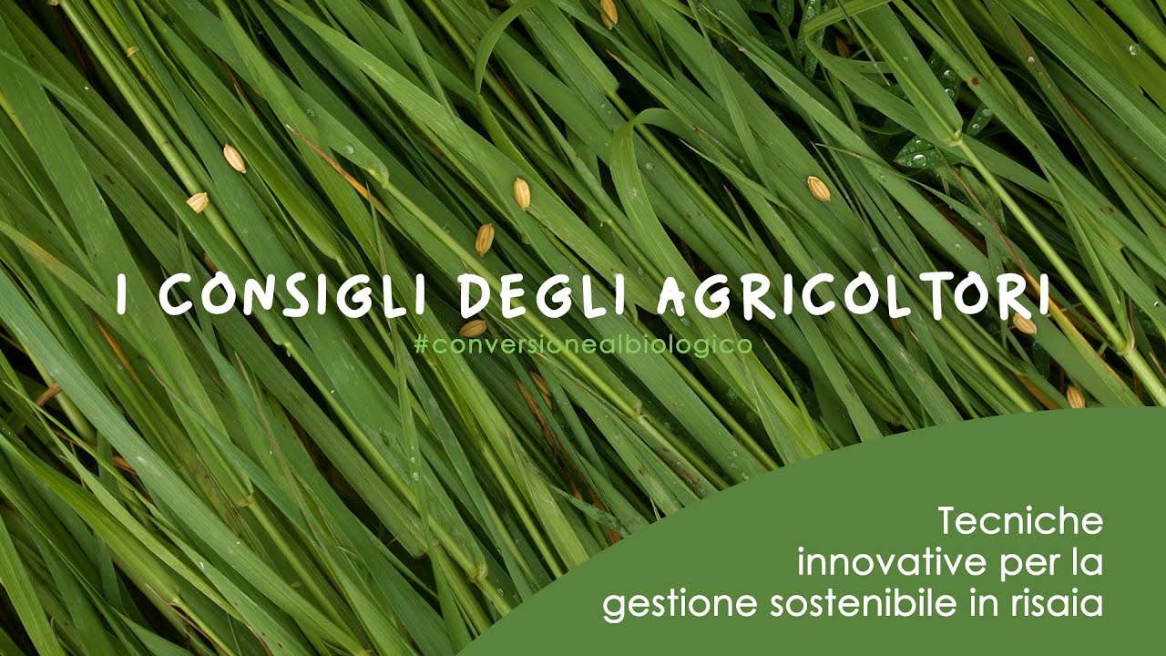 RISO: Tecniche innovative per la gestione sostenibile della risaia