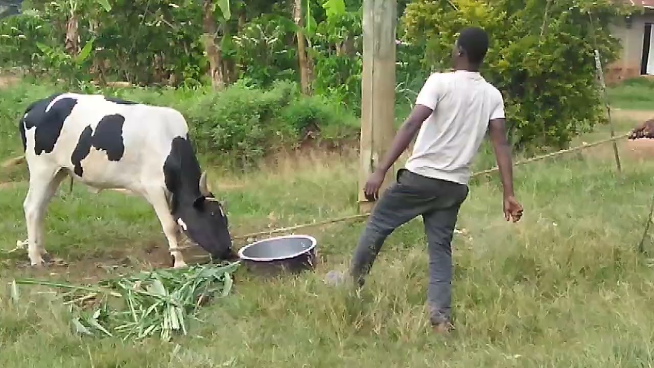 Never get  Close to mad cow