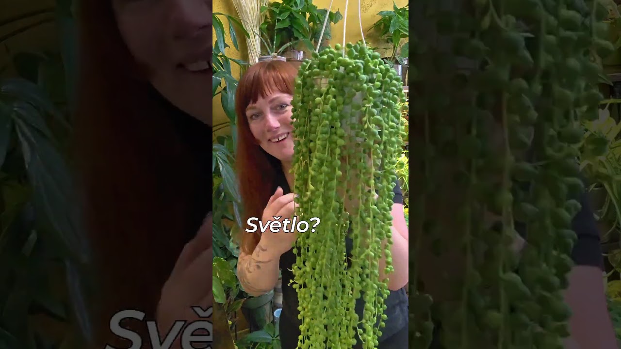 Senecio Rowleyanus 499,- zasíláme  Gls www.kytkyobchod.cz