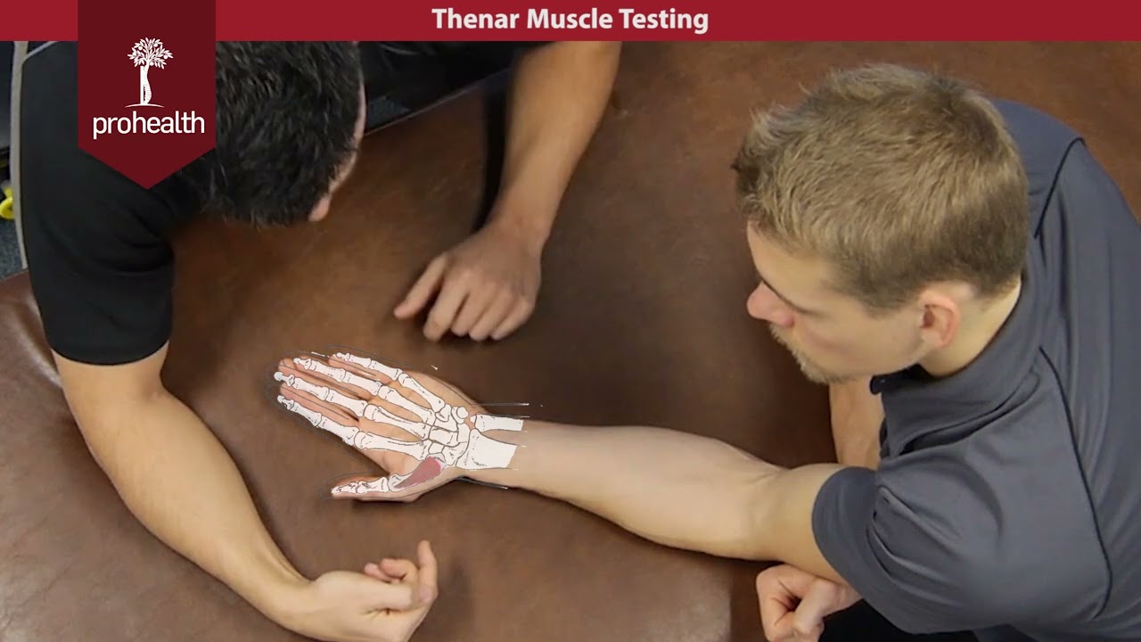 Thenar Muscles Testing Palpation Dr Vizniak Muscle Manual