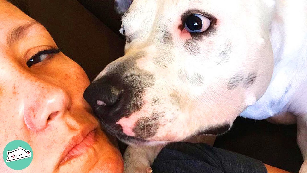 Special Needs Pit Bull Has Showed He Is Capable Of Everything | Cuddle Dogs