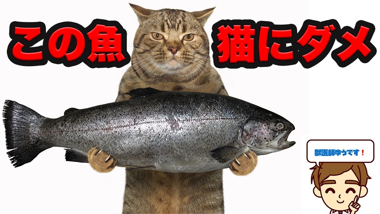 【獣医が教える】猫が腎臓病のときにこの魚はあげないで