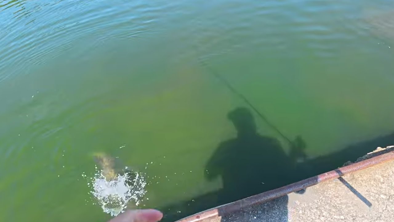 2026年2月14日 桃園中壢大萬烏鰡彩金池 Fishing in Taiwan 
