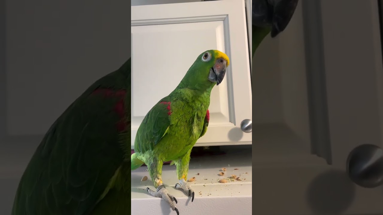 Loro falando que ave inteligente🐦
