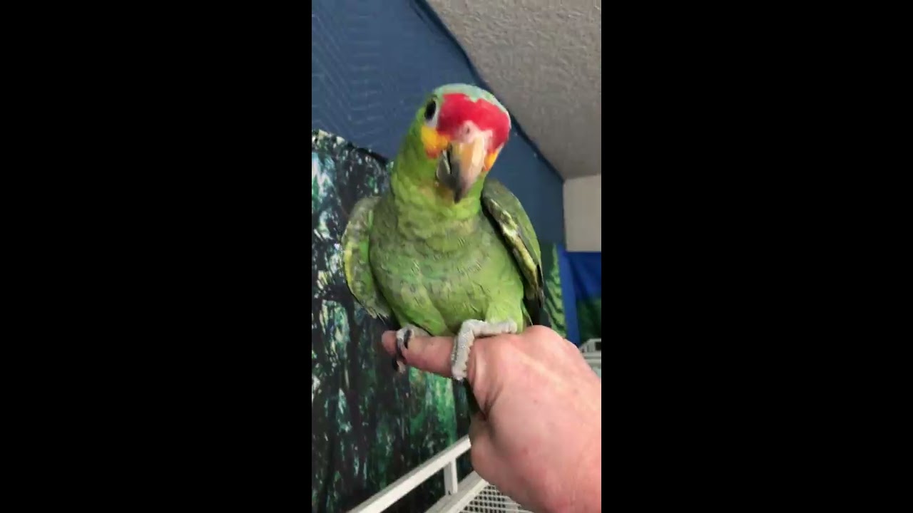 Red-lored Amazon Baby