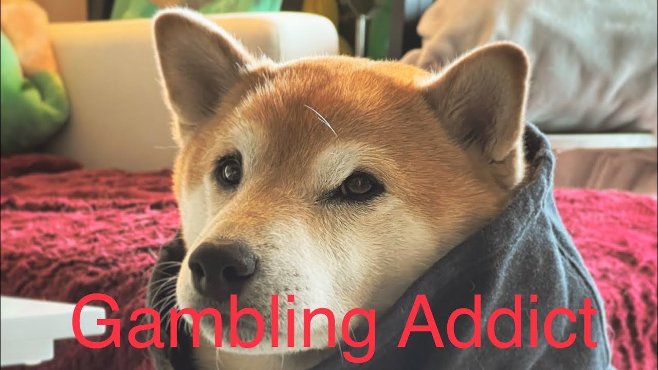 Addicted Shiba Kylo Gets Kicked Out Of Local Casino
