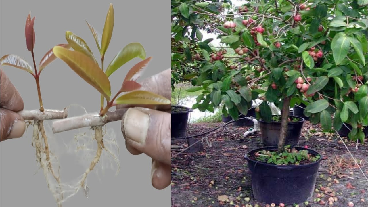 Rooting Water Apple Trees from Cuttings - Garden DIY