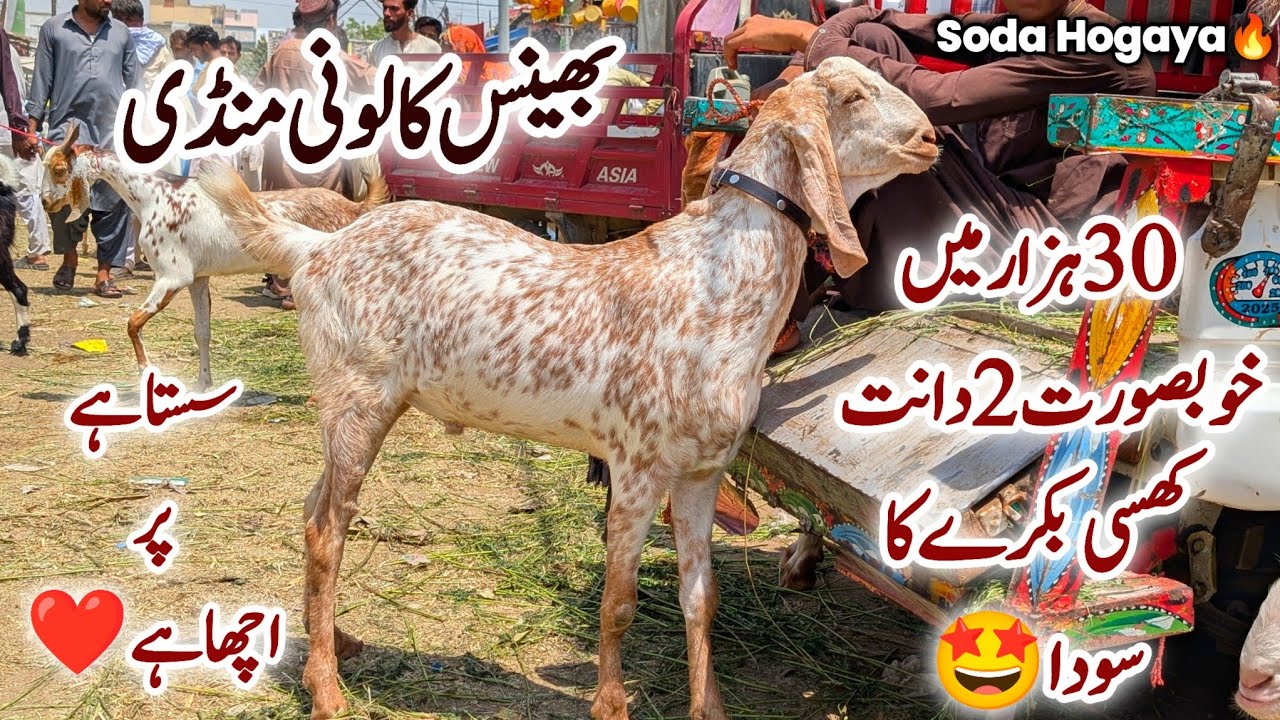 Bhains Colony Bakra Mandi Karachi Cattle Latest Rates & Soday 15 April 2026 | Bakra Mandi 2026