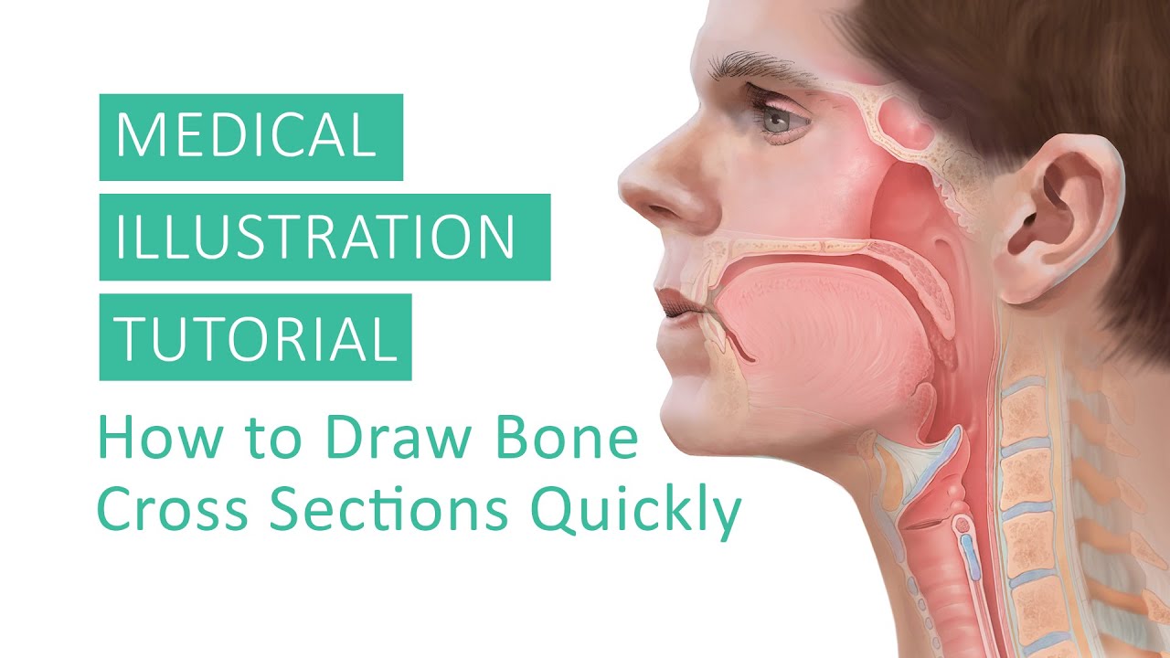 Medical Illustration Tutorial - How to Draw Bone Cross Sections Quickly by Annie Campbell