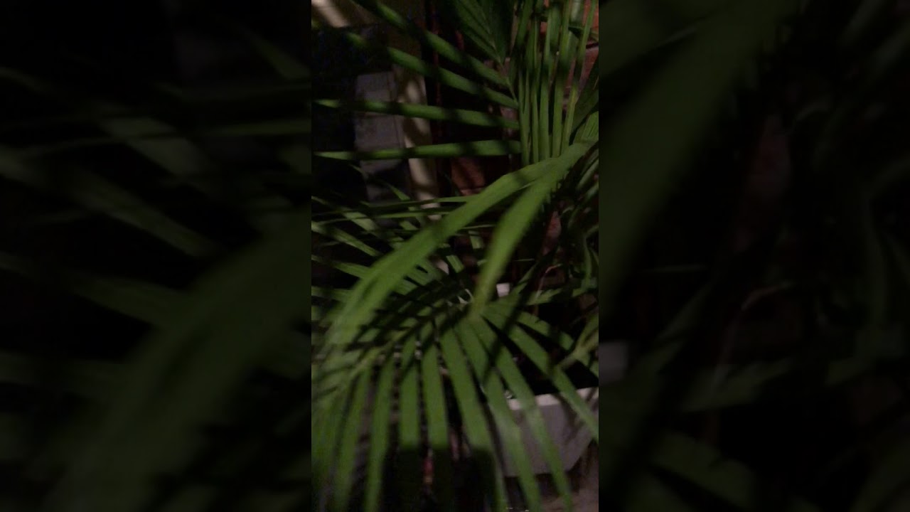 Common Eastern Froglet - Mating Call