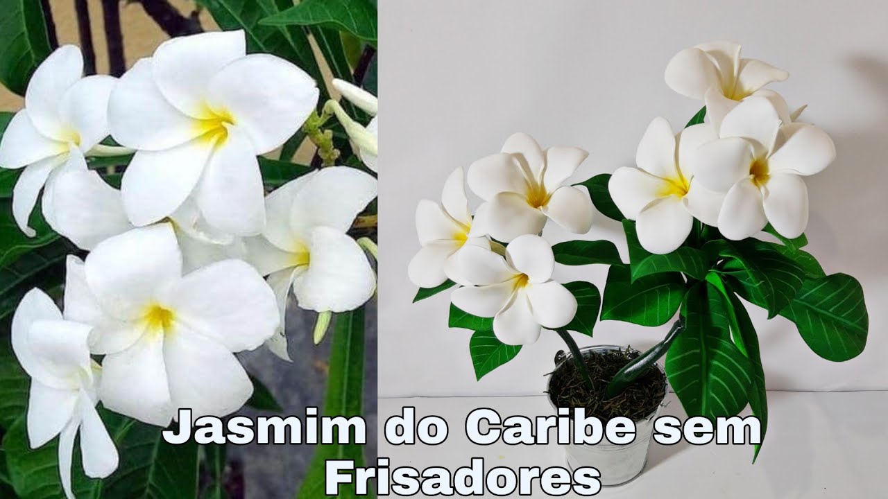 Beautiful Jasmine/Jasmim Do Caribe modelada a mão