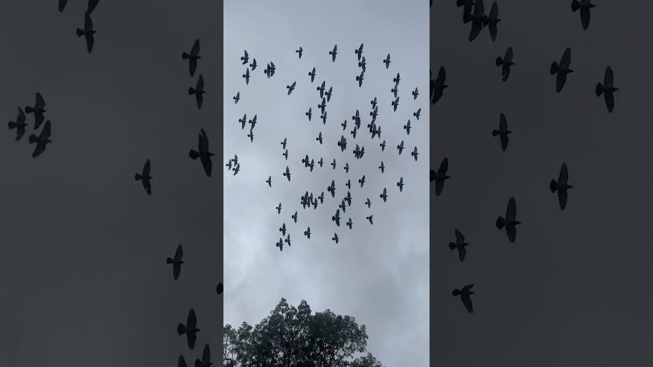I love watching birds fly in the sky 