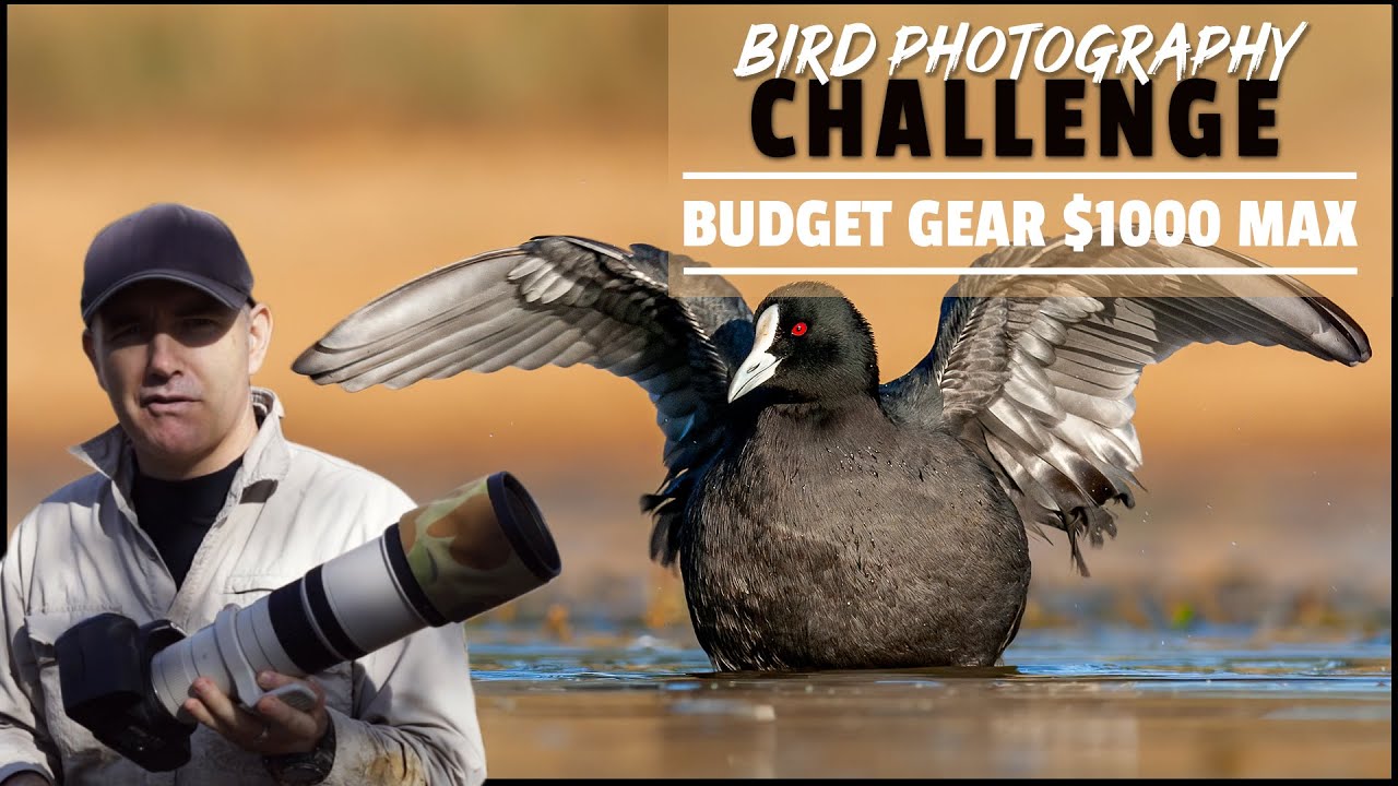 Bird Photography Budget Gear Challenge $1000 | Can I Take Good Shots With An Old 10mp Camera