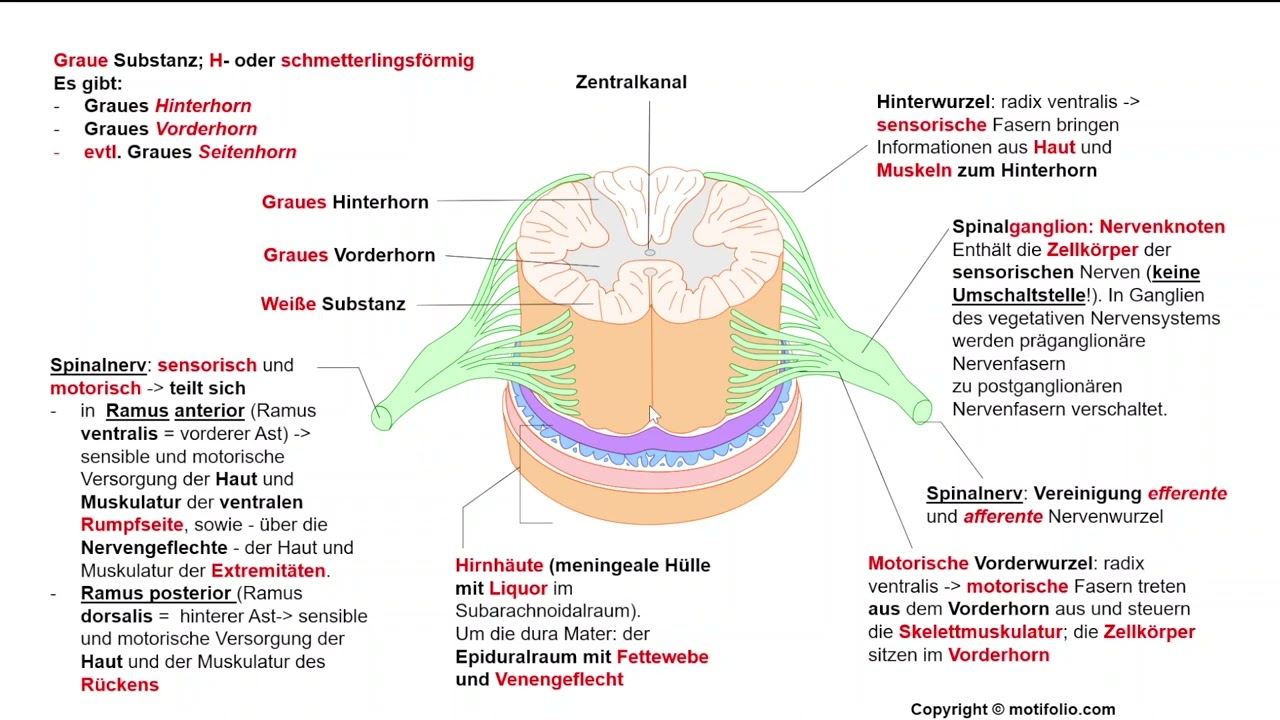 Nervensystem 12: Rückenmark + Spinalnerven