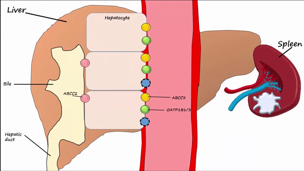 Hemoglobin Breakdown/Metabolism