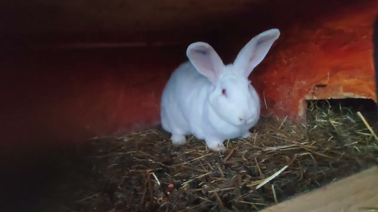 Lefialt az első Pannon feh&eacute;r any&aacute;m - a t&eacute;l be&aacute;llta előtt!