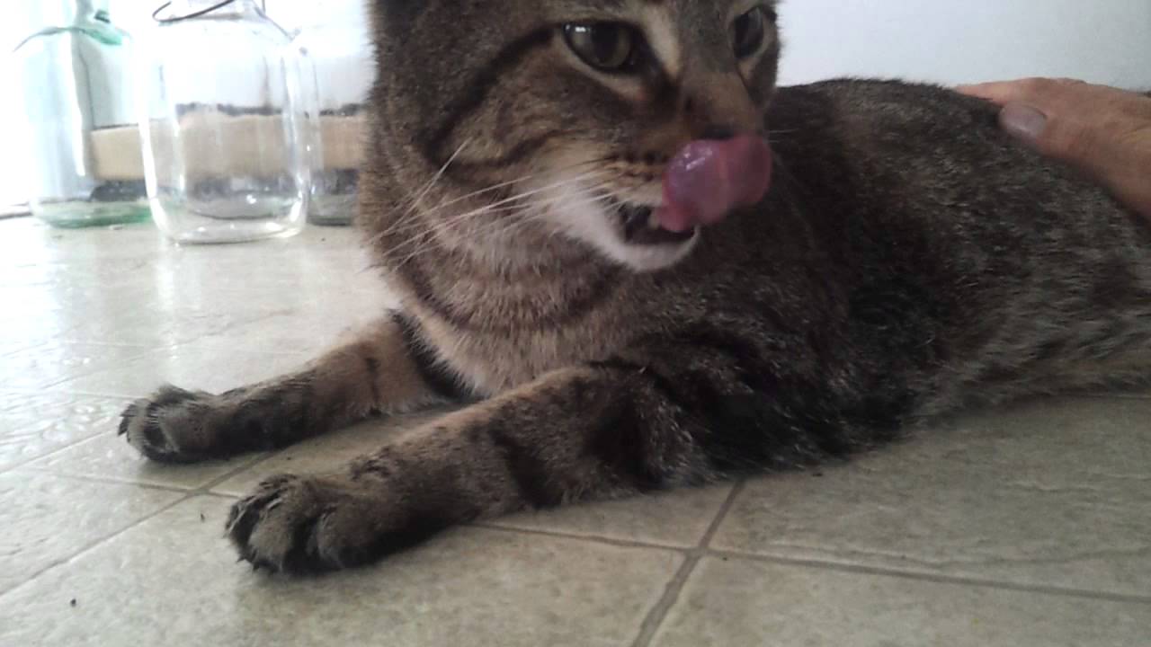 Nesbit the cat panting like a dog