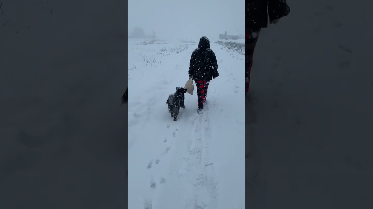 Ненецкая оленегонная лайка. Жизнь на хуторе. 