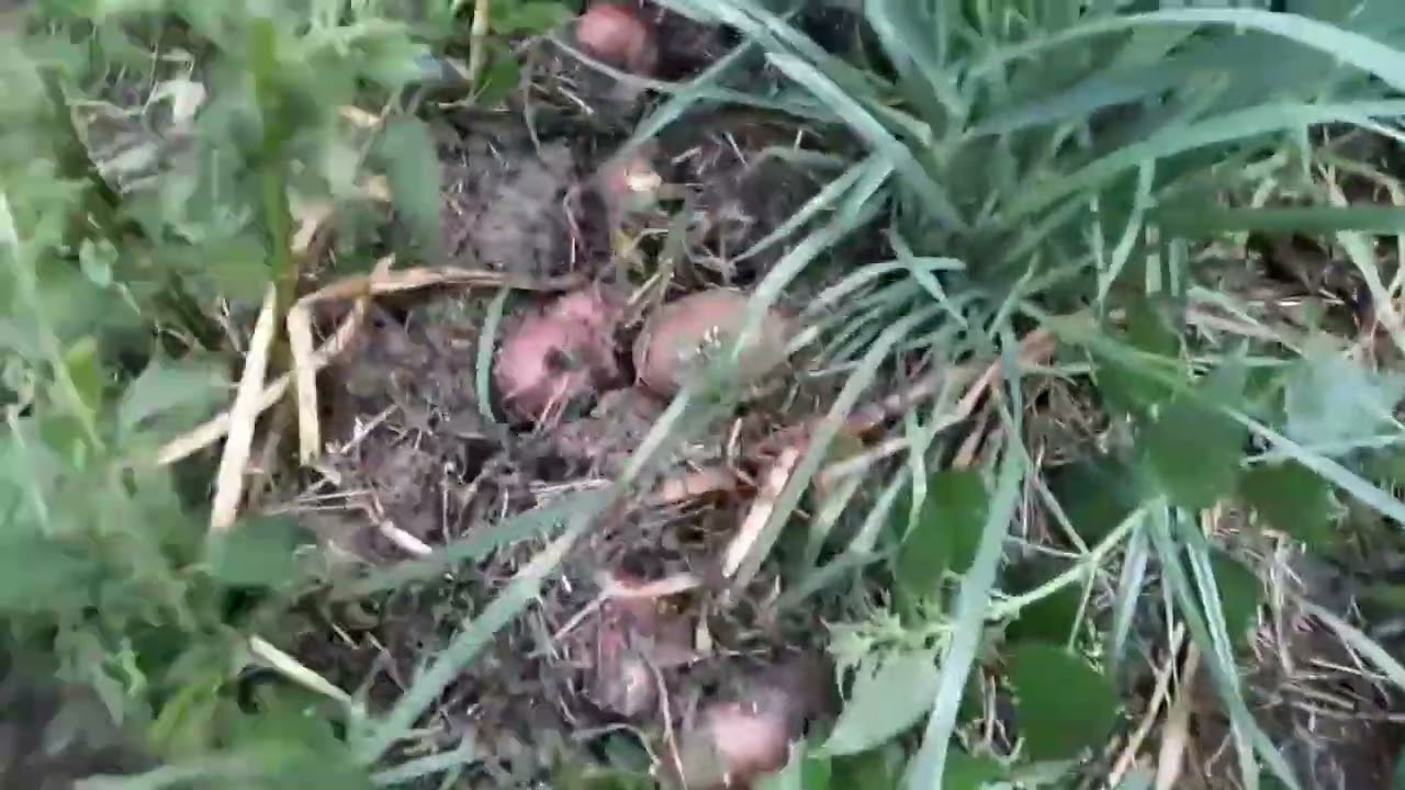 Jak pěstovat brambory bez or&aacute;n&iacute; a ryt&iacute;
