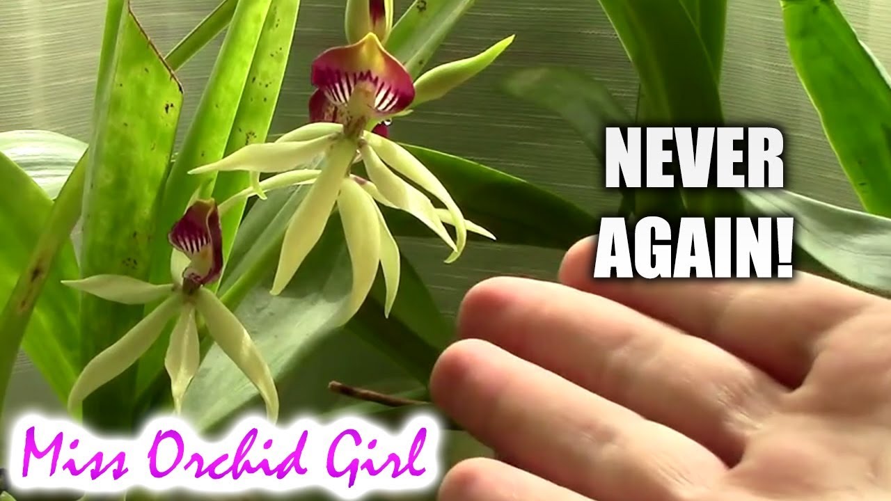 Orchids I would NOT repurchase!
