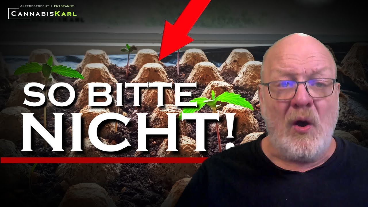 Cannabis-Anbau starten: f&uuml;r Anf&auml;nger erkl&auml;rt!