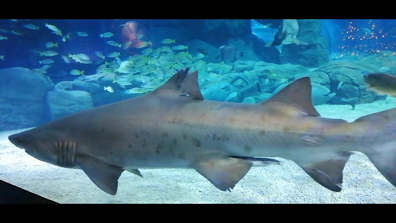 Odysseo Mauritius Aquarium Sunday 29 December 2024 B
