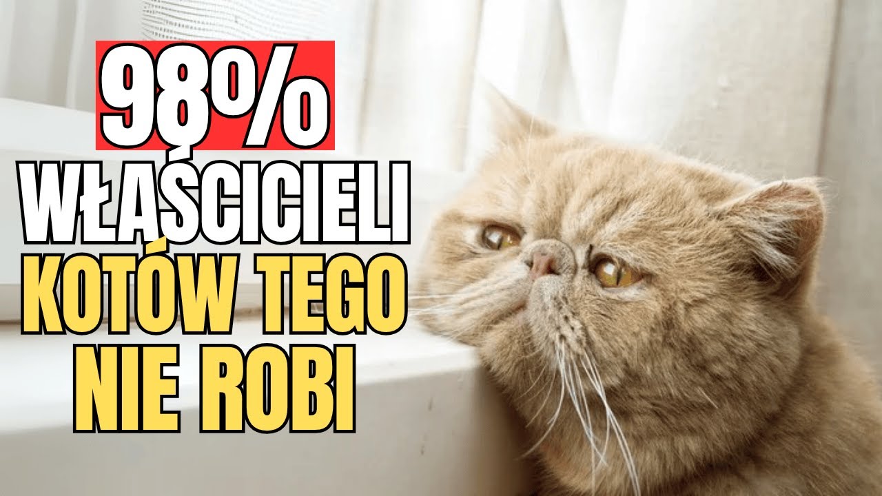 9 rzeczy, kt&oacute;re koty uwielbiają, a 98% właścicieli ICH NIE ROBI
