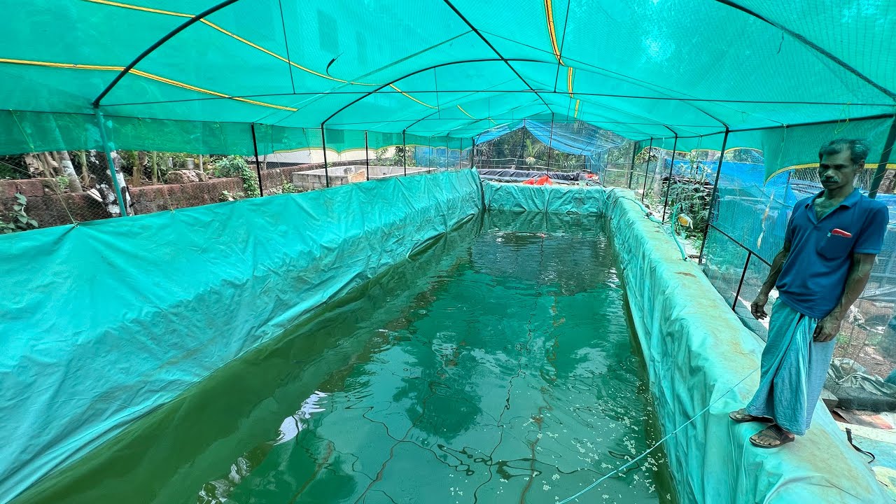 2 സെന്റ് കുളത്തിൽ 700 കിലോ മീൻ 😳 Fish tank | Fish farming