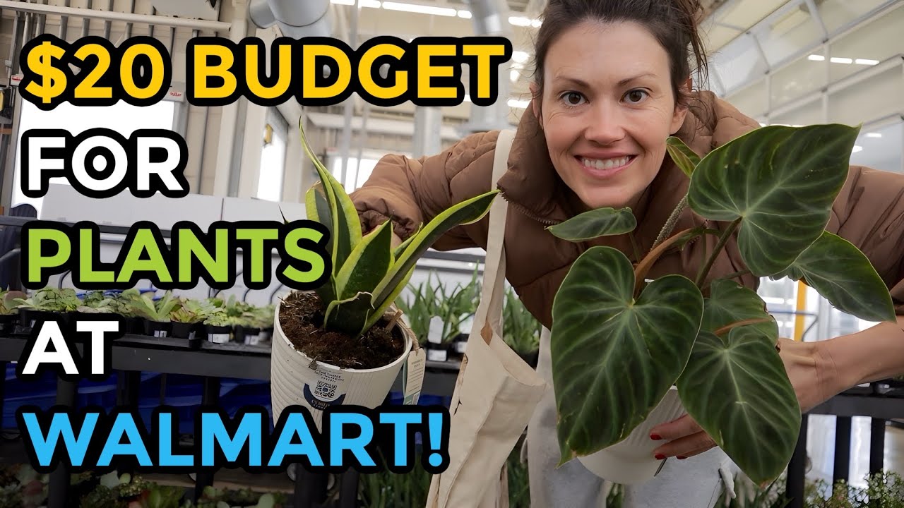$20 Budget For Plants From Walmart! Big Box Plant Shopping - Indoor Plants - Walmart Finds