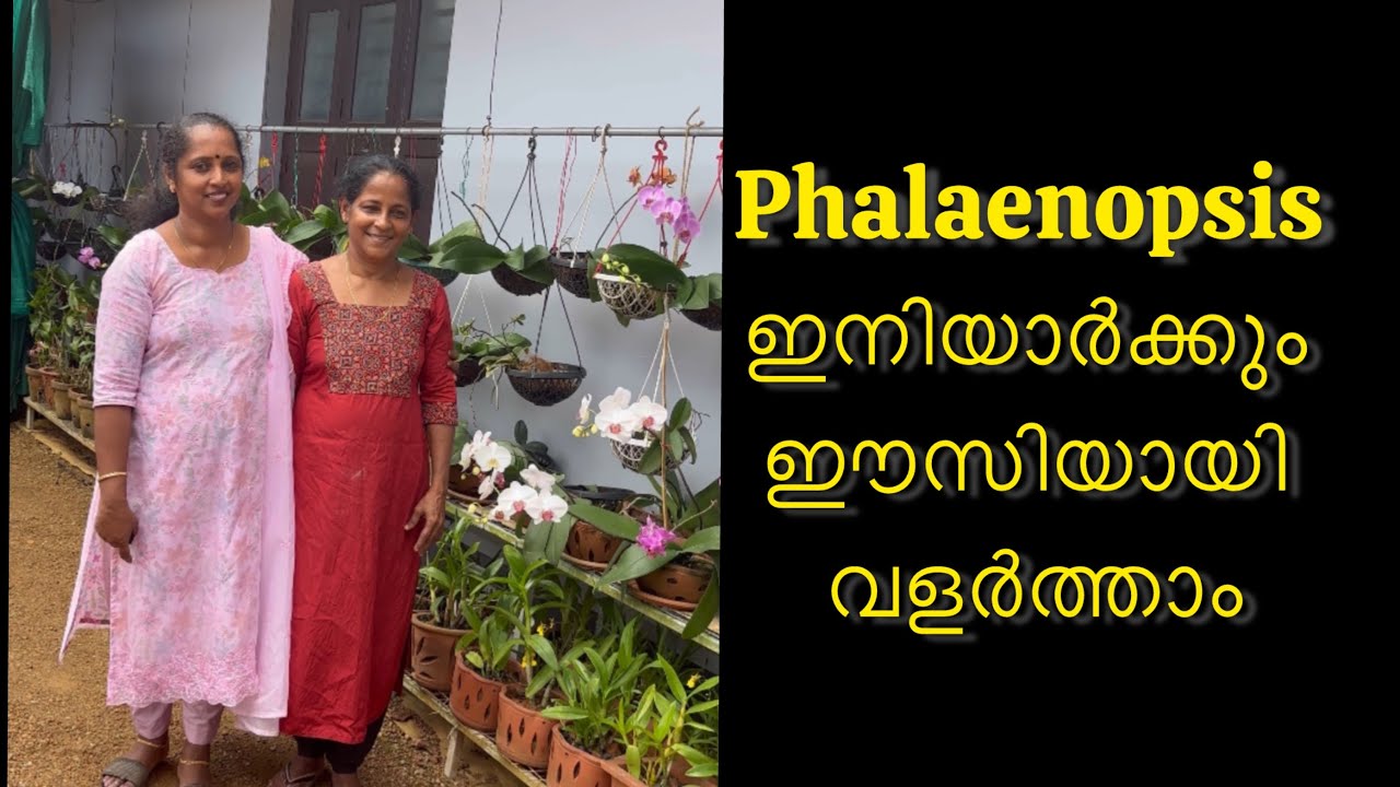 Phalaenopsis ഇനിയാർക്കും ഈസിയായി വളർത്താം|| Anju‘sgarden || R-Perunad || Pathanamthitta