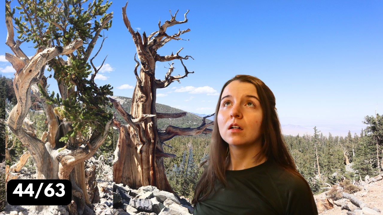 I Hiked to the Oldest Trees in the World