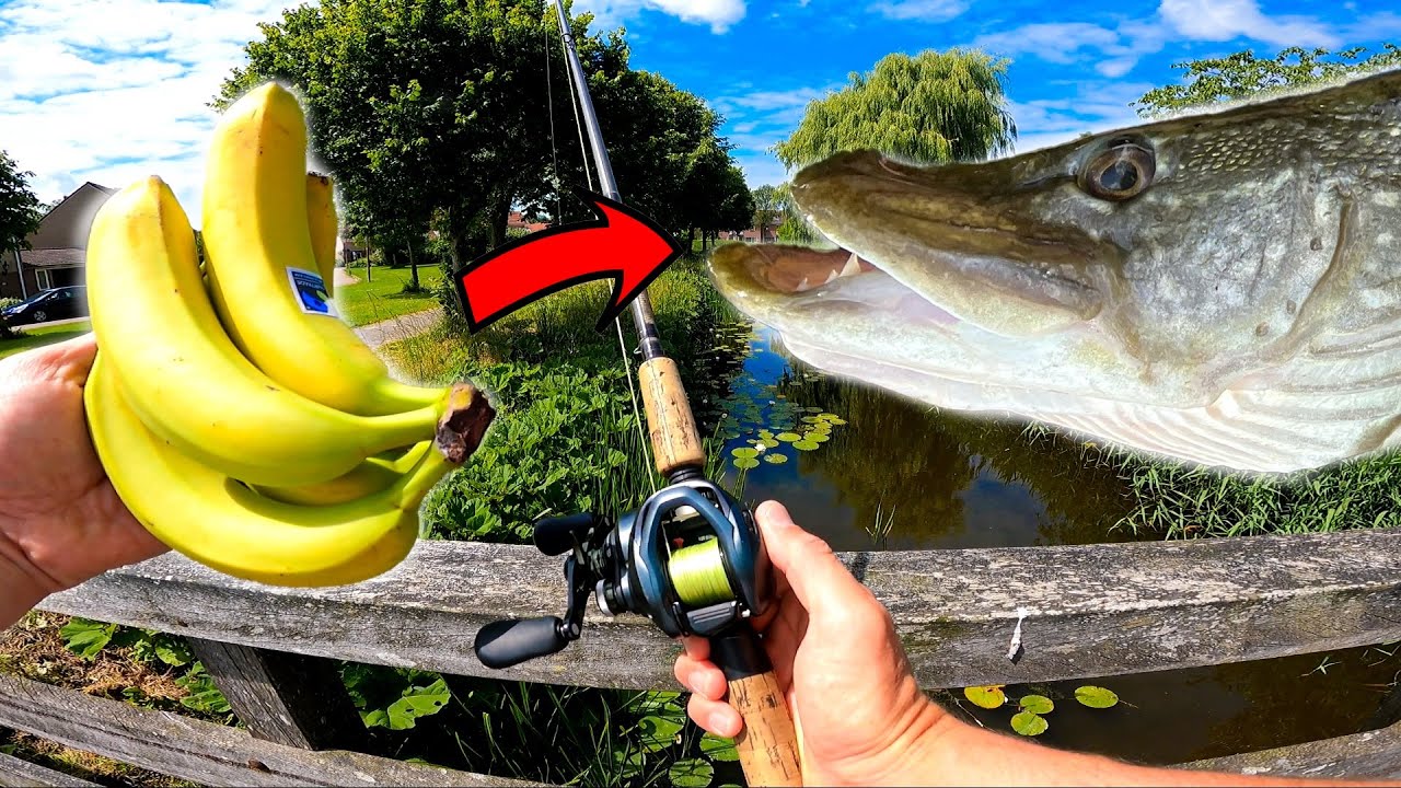 KAN JE MET EEN BANAAN EEN SNOEK VANGEN?!