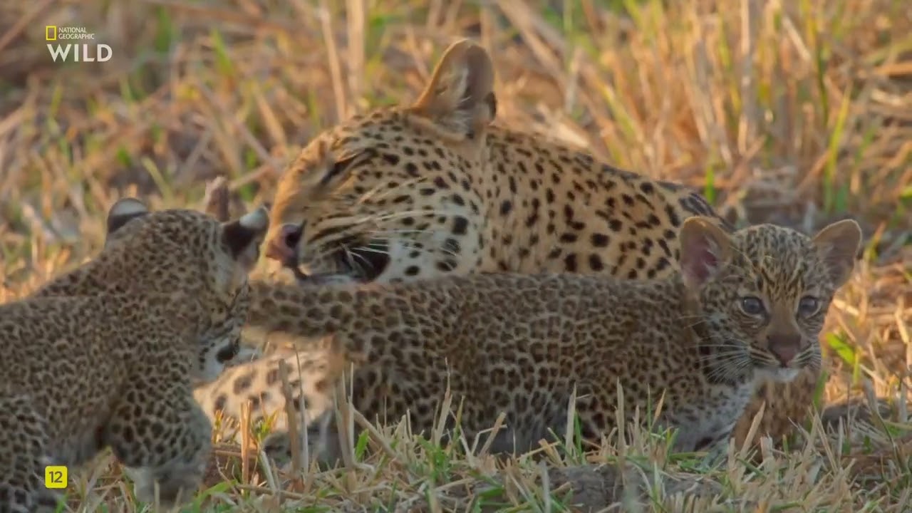 Наследие леопарда.National Geographic Wild HD онлайн.