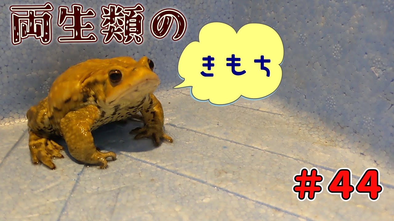 両生類のきもち 44　