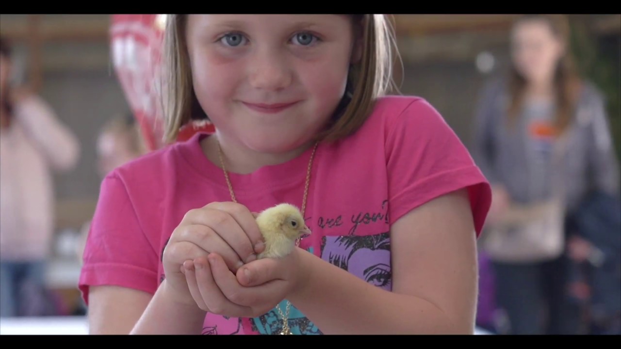 A Perfect Day For All The Family At Pennywell Farm