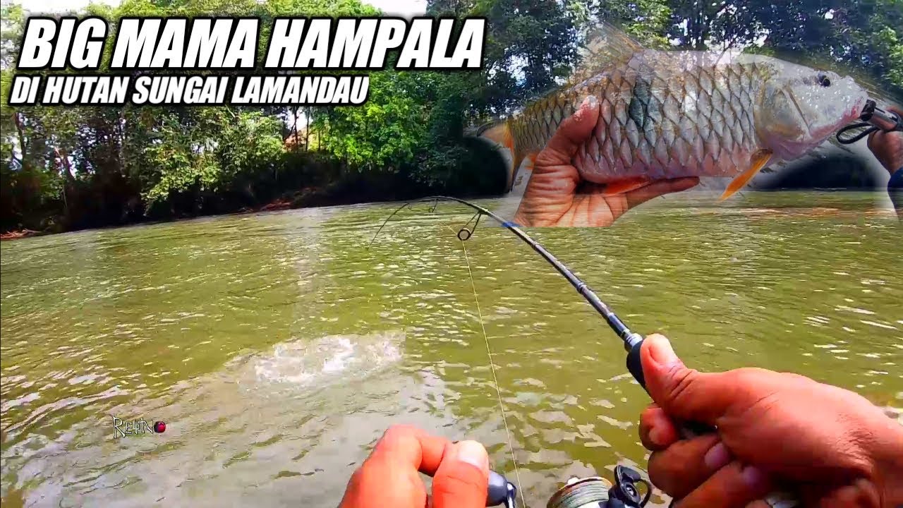 memancing ikan HAMPALA BESAR di hutan pedalaman desa MERAMBANG Bulik timur || Reynold sb 06/07/19
