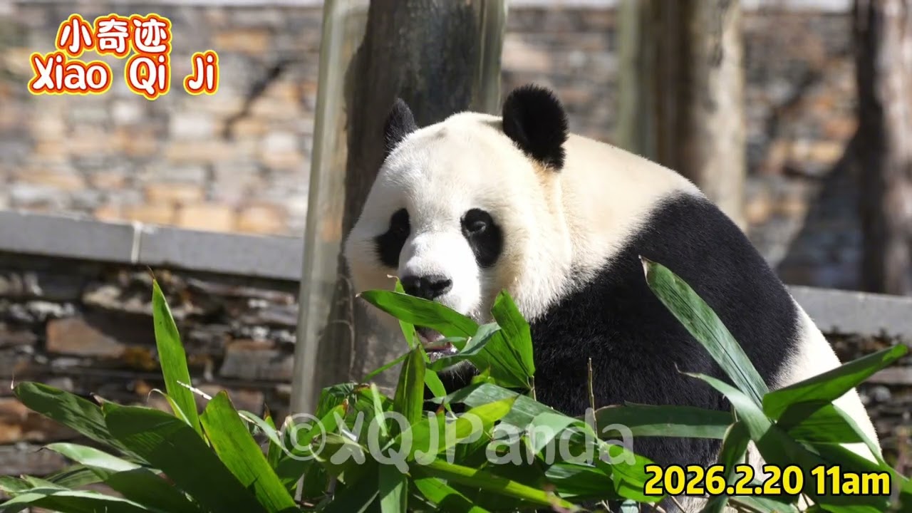 Xiao Qi Ji😘🌹2026.2.20 11am🌹