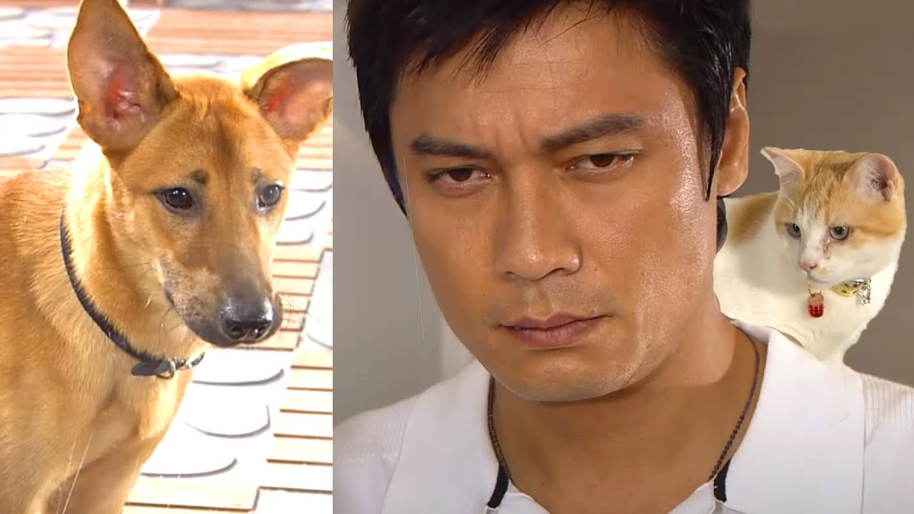 【虐待狗狗?】當狗愛上貓 | 主人究竟愛貓心切還係變相虐狗?!