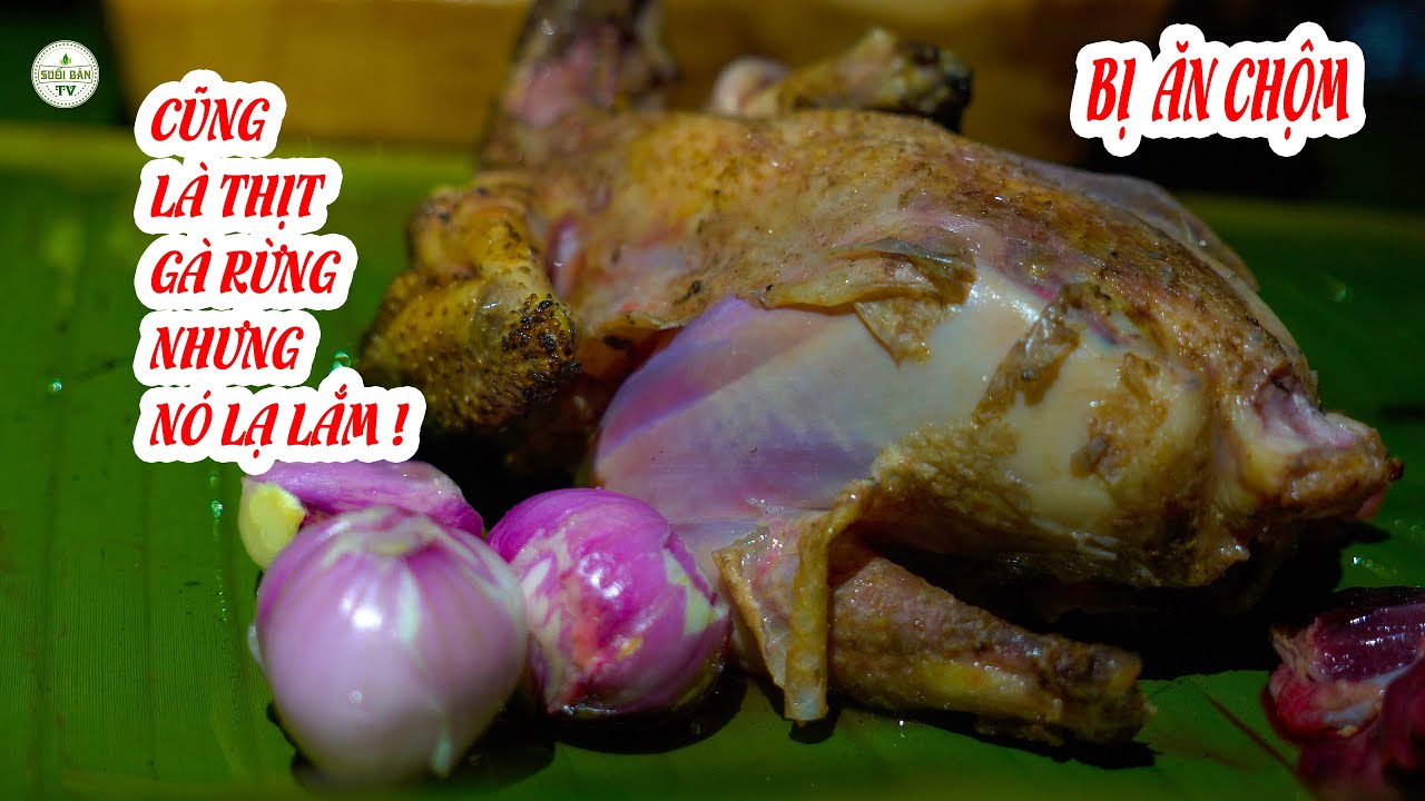 Thăm Bẫy Thịt Rừng Tý Thì Bị Cáo Ăn Cắp Mất Thịt ✧ Suối Bản TV