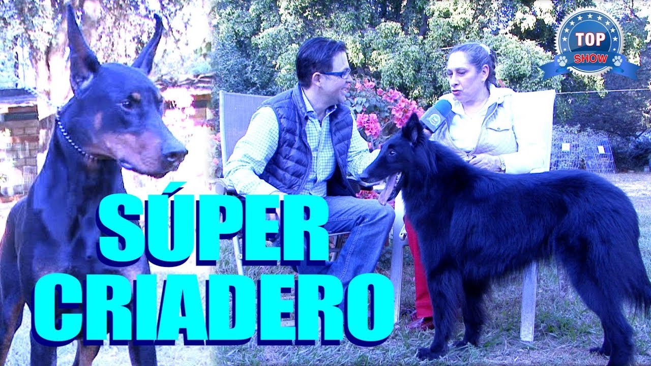 CRIADORA Y CRIADERO PROFESIONAL DE PASTOR BELGA, DOBERMAN