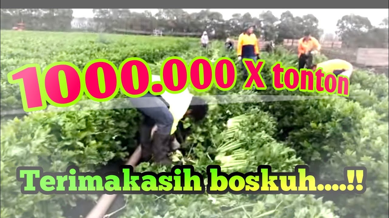 Memanen seledri besar atau seledri monster...